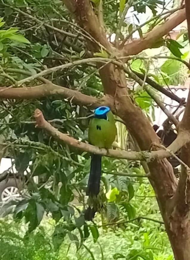 Bird House - Apartament Jardin Ngoại thất bức ảnh
