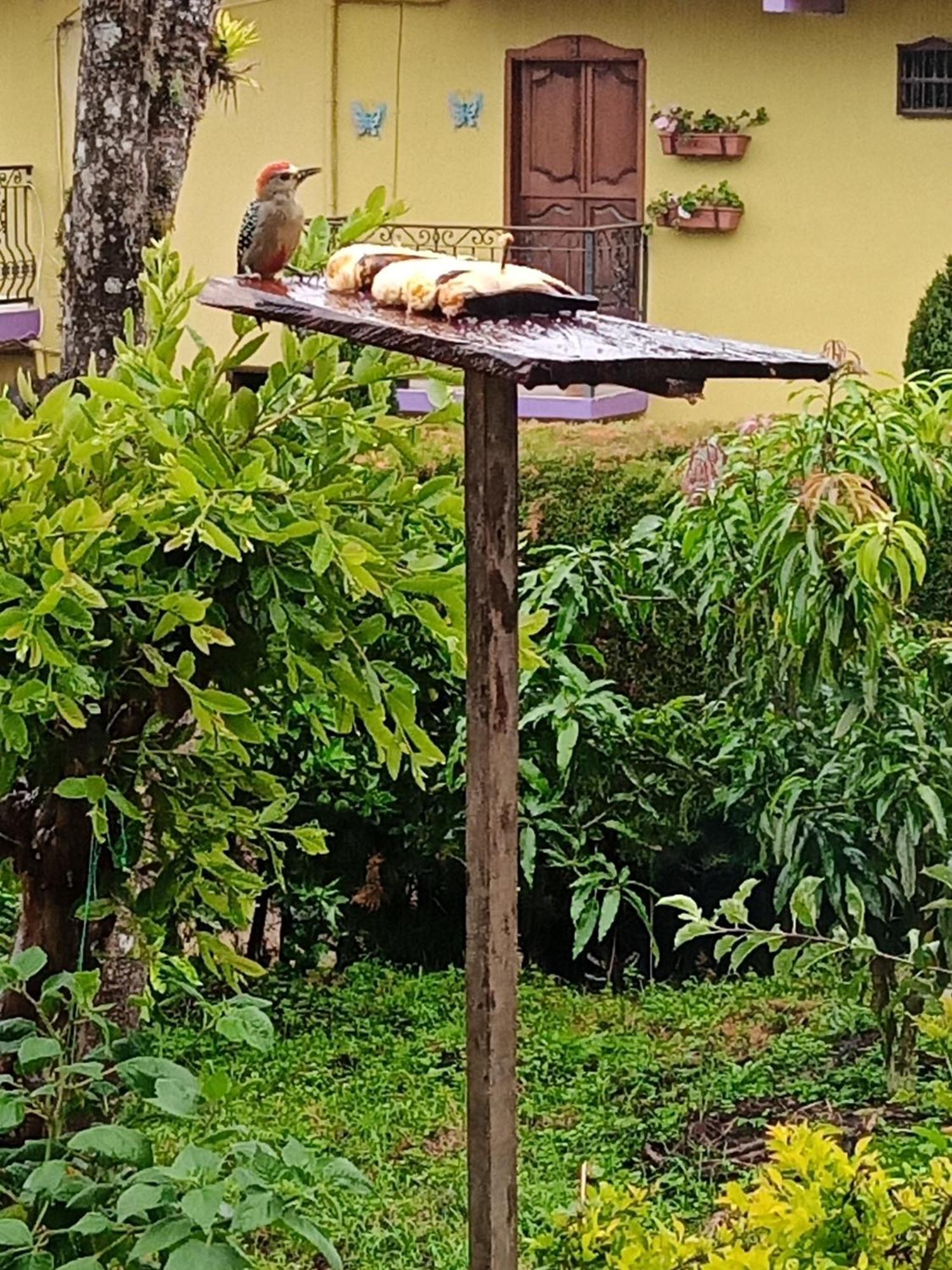 Bird House - Apartament Jardin Ngoại thất bức ảnh