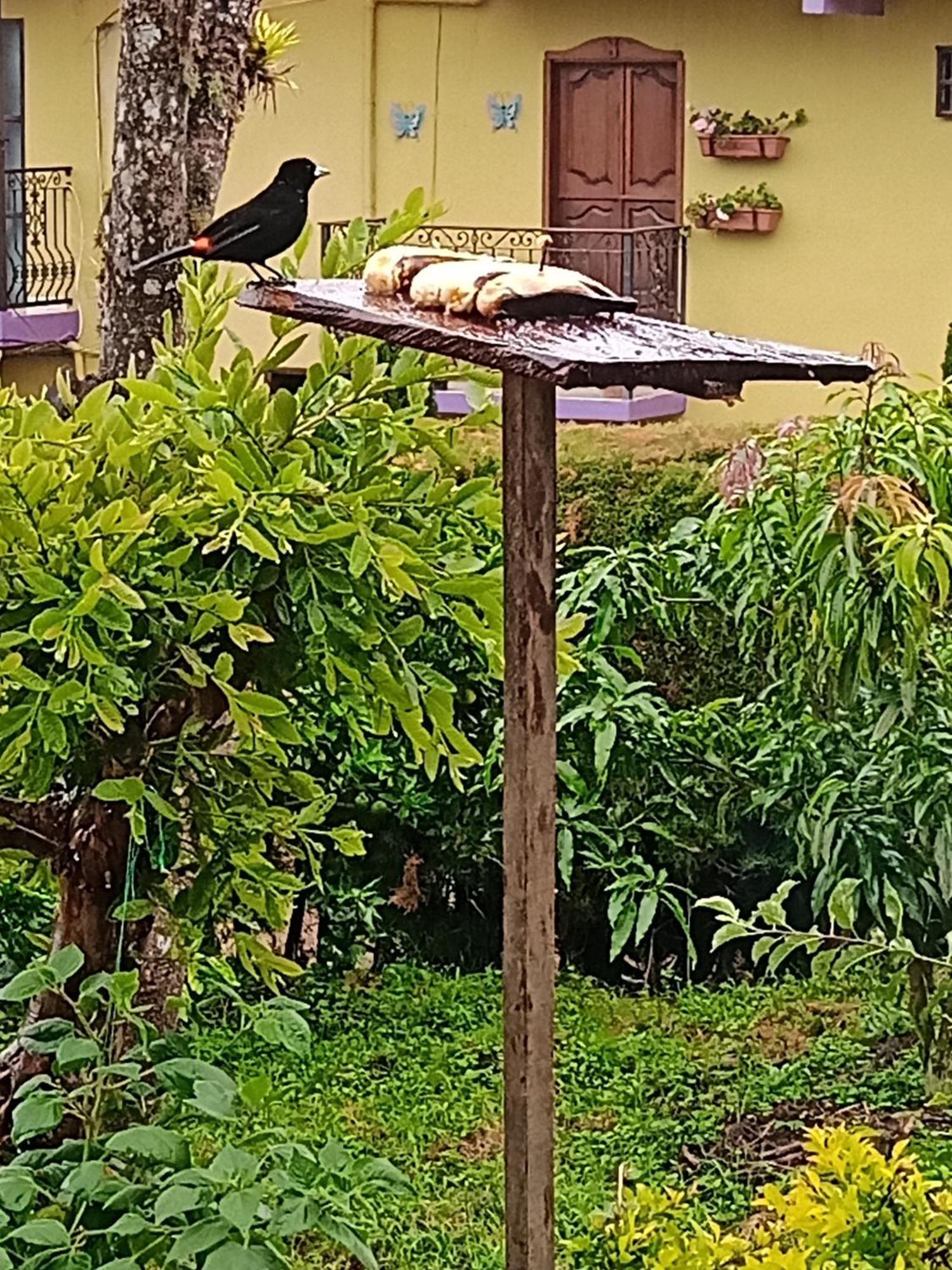 Bird House - Apartament Jardin Ngoại thất bức ảnh